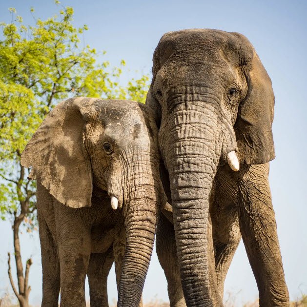 Zakouma National Park
